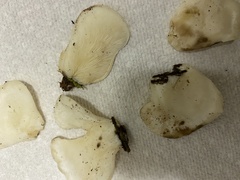 Pleurocybella porrigens