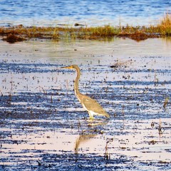 Egretta tricolor image