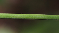 Juncus balticus ater