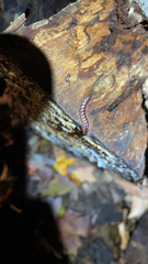 Pseudopolydesmus canadensis