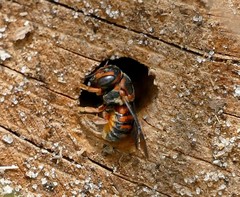 Dianthidium floridiense