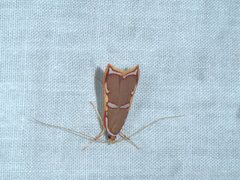 Barantola pulcherrima