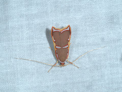 Barantola pulcherrima