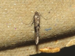 Epermenia albapunctella