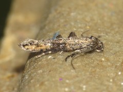 Epermenia albapunctella