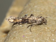 Epermenia albapunctella