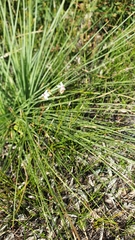 Burchardia umbellata