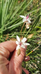 Burchardia umbellata