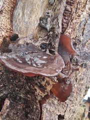 Auricularia heimuer