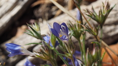 Eriastrum sapphirinum sapphirinum