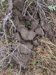 Thomomys talpoides