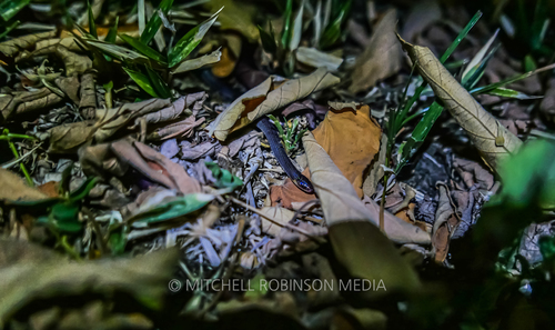Roatán Longtail Snake