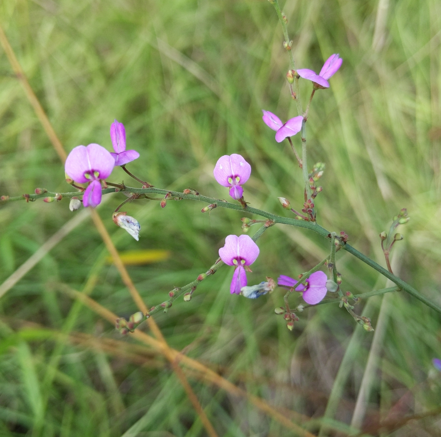 Desmodium paniculatum
