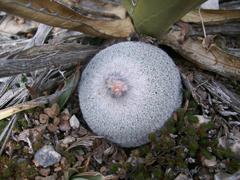 Epithelantha