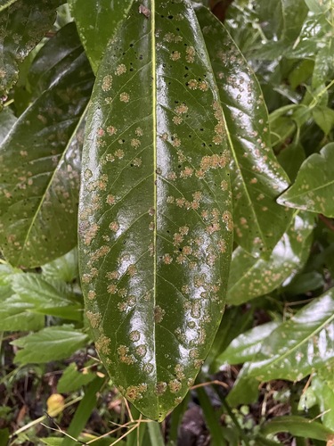 Cephaleuros virescens