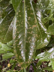 Algal Leaf Spot