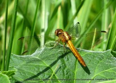 Erythrodiplax abjecta