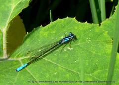Mesamphiagrion