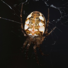 Metellina