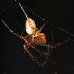 Metellina