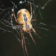 Metellina