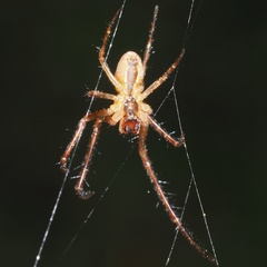 Metellina