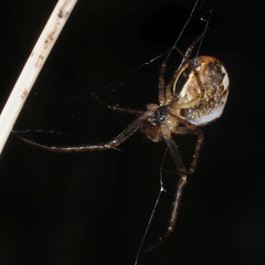 Metellina