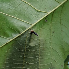 Caryomyia subulata