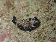 Pseudoceros agattiensis