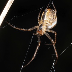 Metellina