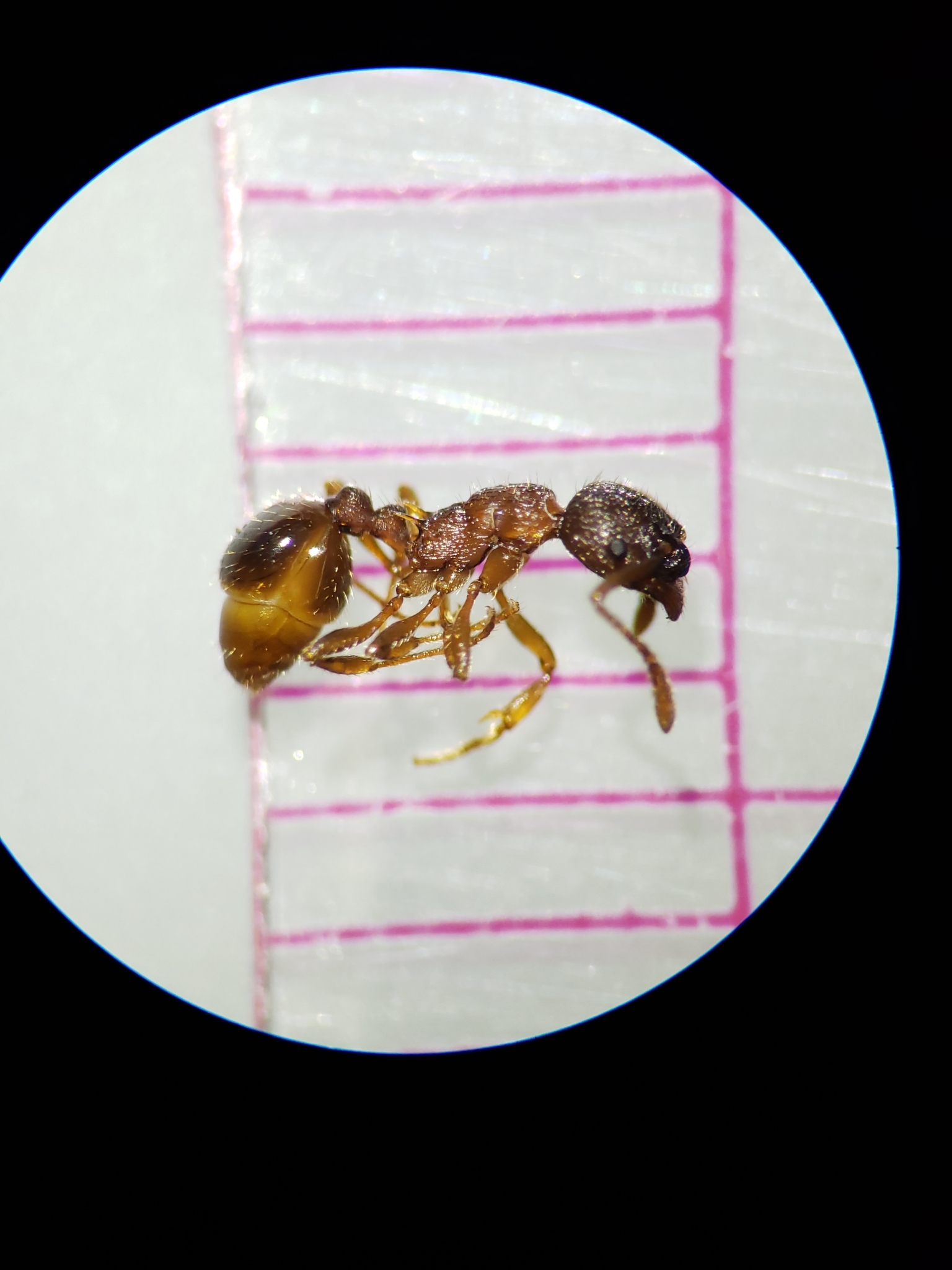 Myrmica alaskensis