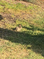 Sylvilagus audubonii