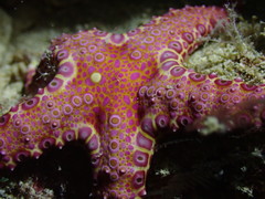 Neoferdina cumingi