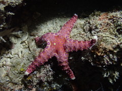 Neoferdina cumingi