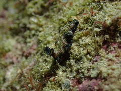 Pseudoceros agattiensis