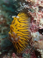 Halgerda willeyi