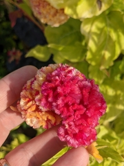 Celosia argentea
