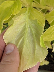 Celosia argentea