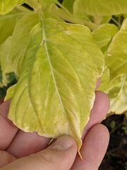 Celosia argentea
