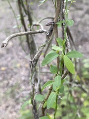 Metastelma barbigerum