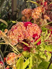 Celosia argentea