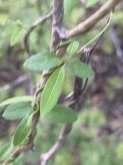 Metastelma barbigerum