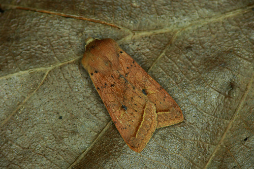 Yellow-line Quaker, photo 2 of 10