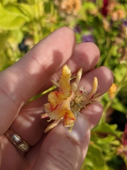 Celosia argentea