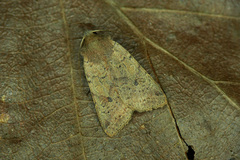Agrochola laevis