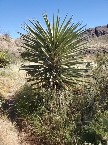 Image of Yucca faxoniana by no rights reserved