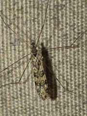 Limonia annulata