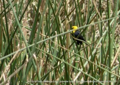 Chrysomus icterocephalus bogotensis
