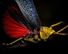 Taeniopoda tamaulipensis