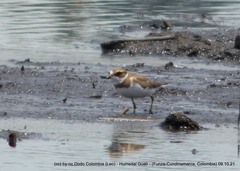 Charadrius semipalmatus